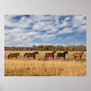 Horses Just Outside Grand Teton National Park Poster