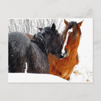 Horses Kissing in Snow Postcard
