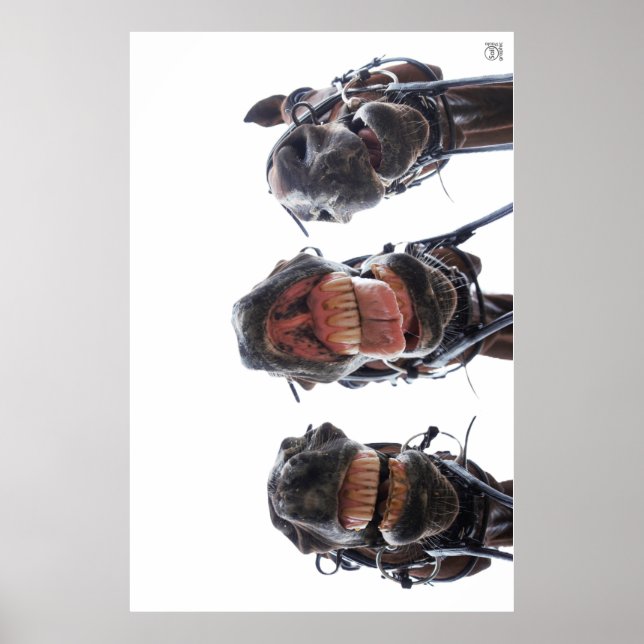 Horses looked in the mouth. 3 horses laughing. poster (Front)