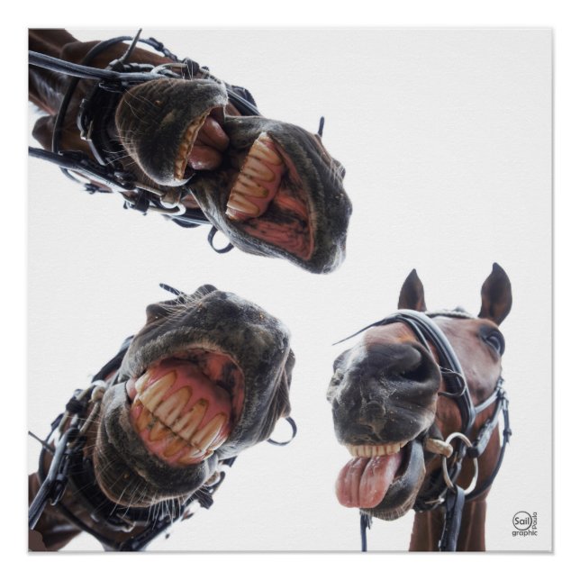 Horses looked in the mouth. 3 horses laughing, ski poster (Front)
