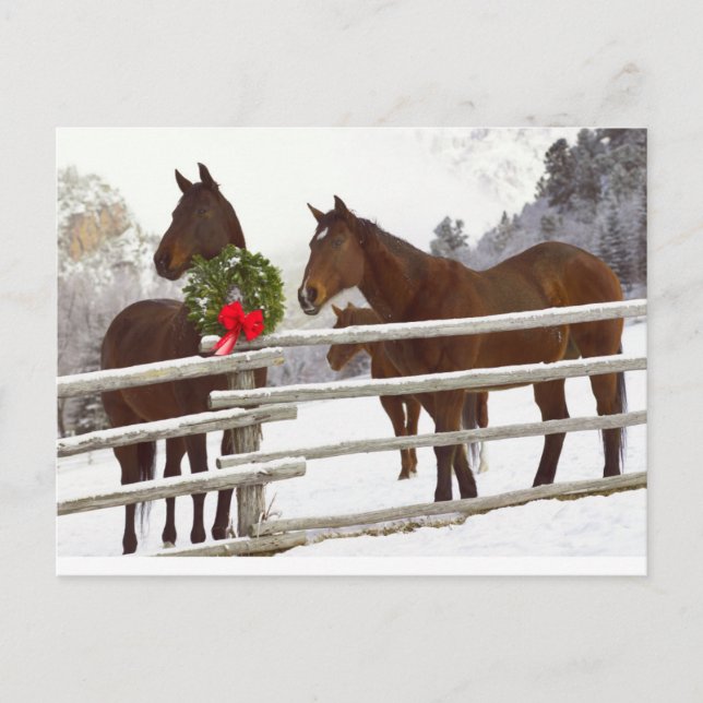 Horses looking over fence in snow holiday postcard (Front)