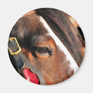 HORSES MAGNET