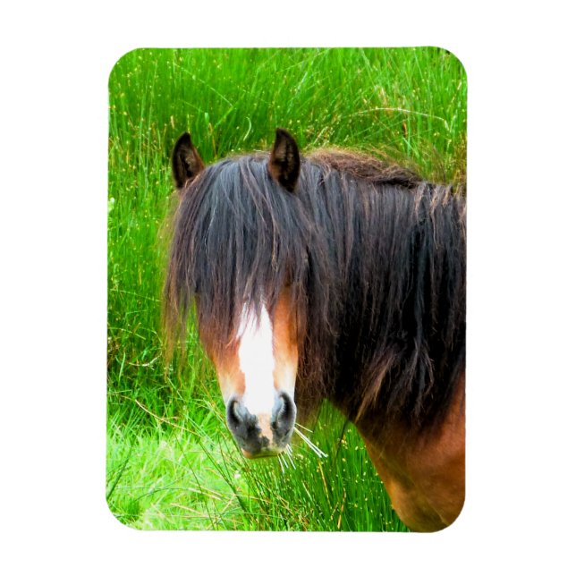 HORSES MAGNET (Vertical)