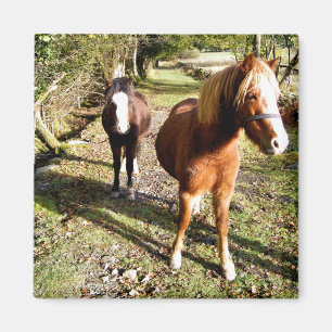 HORSES MAGNET