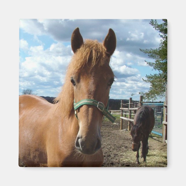 Horses magnet (Front)