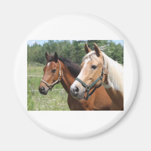Horses Magnet