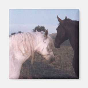 Horses Magnet