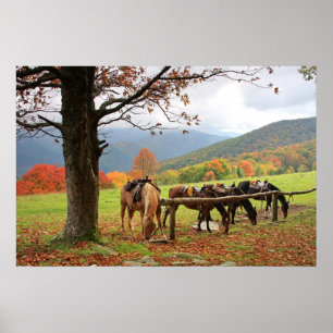Horses, Mountains, Autumn Poster