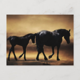 Horses mum and I Postcard