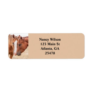 Horses nuzzling in a pasture