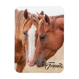 Horses nuzzling in a pasture magnet