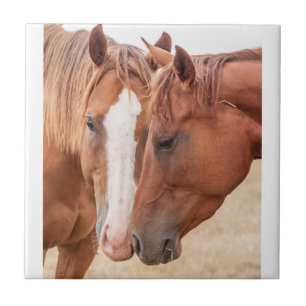 Horses nuzzling in a pasture tile