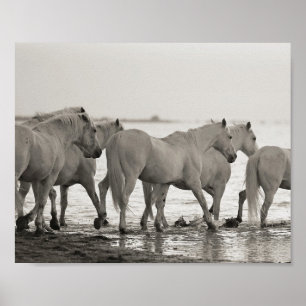 horses, ocean,  black and white photography poster