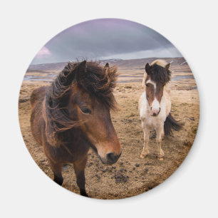 Horses of Iceland Magnet