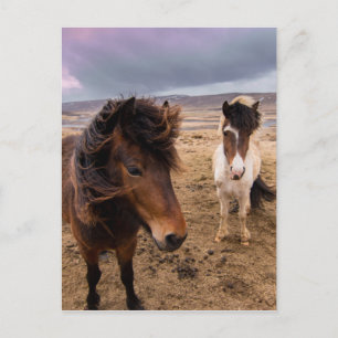 Horses of Iceland Postcard