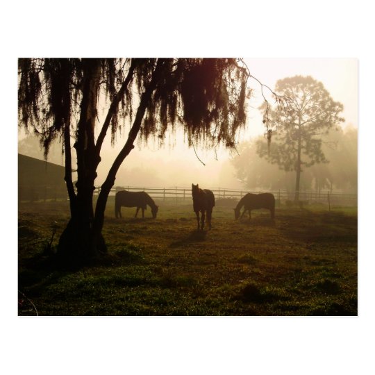 Horses on a Misty Morning Postcard