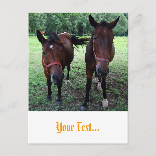 Horses on pasture postcard (Front)