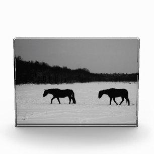 Horses On Snow pba Photo Block