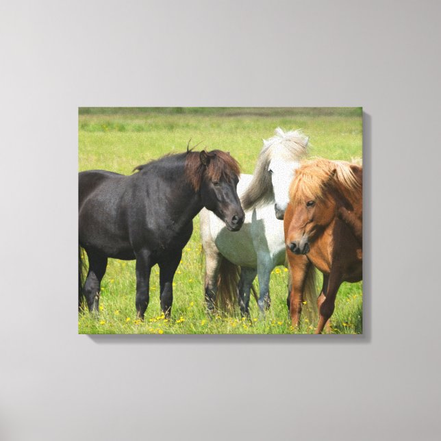Horses on the Ranch, South Iceland Canvas Print (Front)