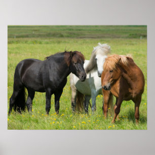 Horses on the Ranch, South Iceland Poster