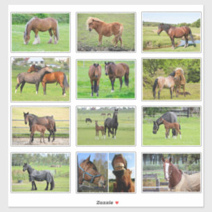 Horses (or YOUR Photos) stickers