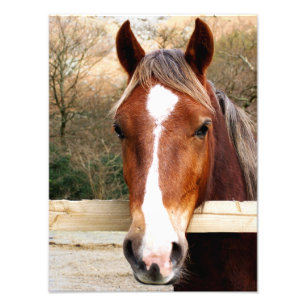 HORSES PHOTO PRINT