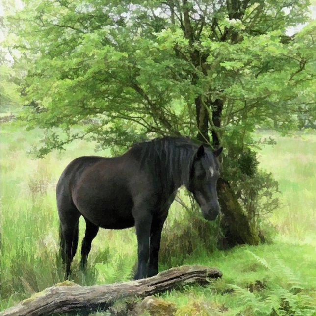 HORSES PHOTO PRINT (Creator Uploaded)