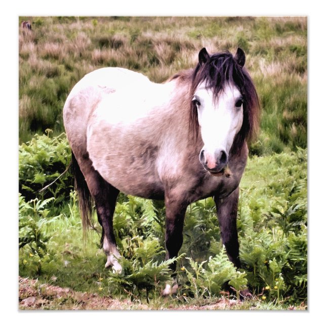 HORSES PHOTO PRINT (Front)