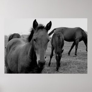 horses photography poster