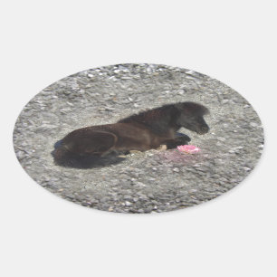 horses pony shetty animal minihorse oval sticker