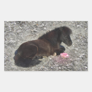horses pony shetty animal minihorse rectangular sticker