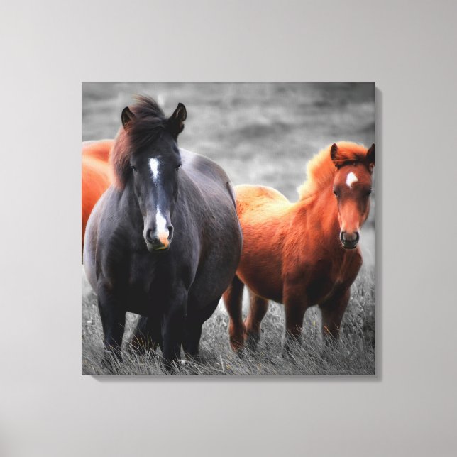 Horses Portrait: Selective Colour Photography Canvas Print (Front)