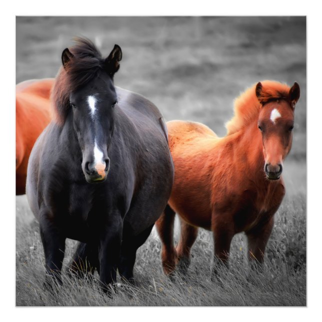 Horses Portrait: Selective Colour Photography Photo Print (Front)