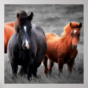 Horses Portrait: Selective Colour Photography Poster