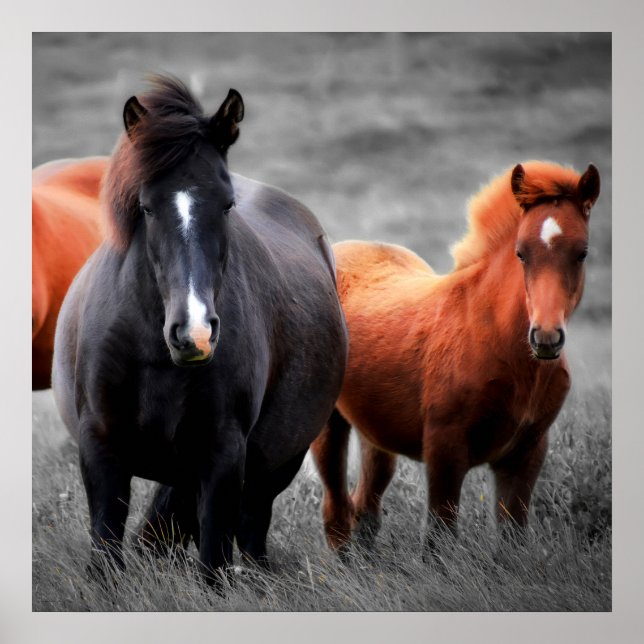 Horses Portrait: Selective Colour Photography Poster (Front)