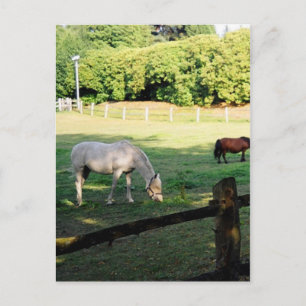 Horses Postcard