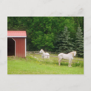 Horses Postcard