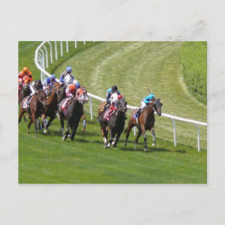 Horses Postcard