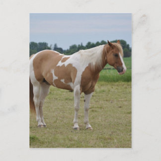 Horses Postcard