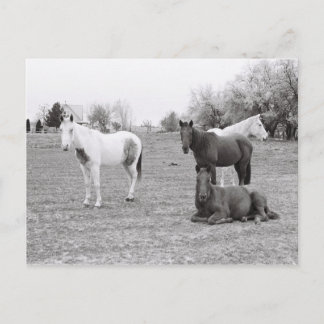 Horses Postcard