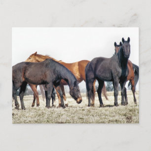 HORSES POSTCARD