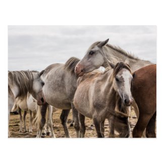 Horses Postcard