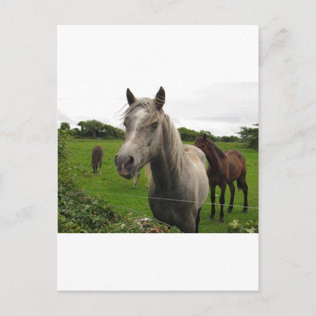 Horses Postcard (Front)