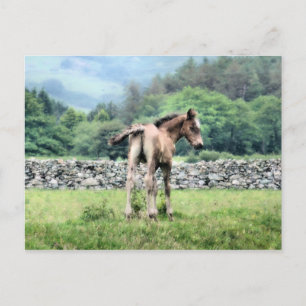 HORSES POSTCARD