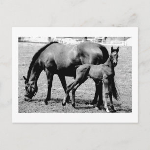 Horses Postcard