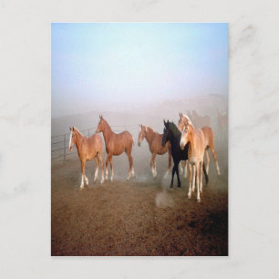 Horses postcard