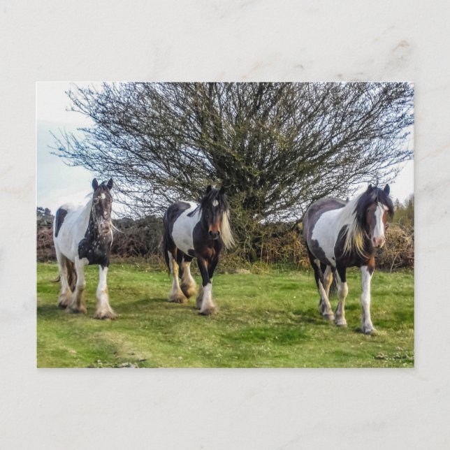 Horses Postcard (Front)