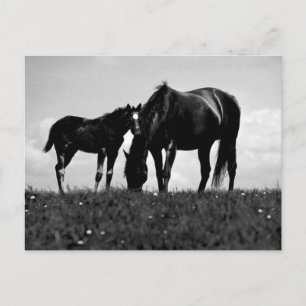 Horses Postcard