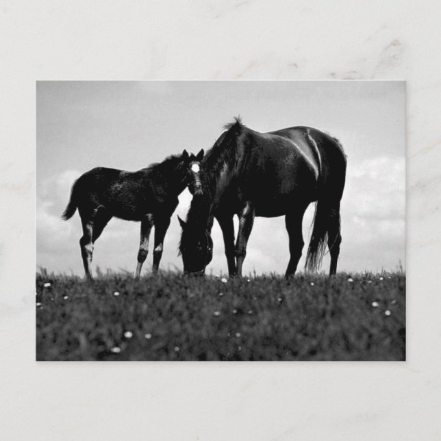 Horses Postcard (Front)