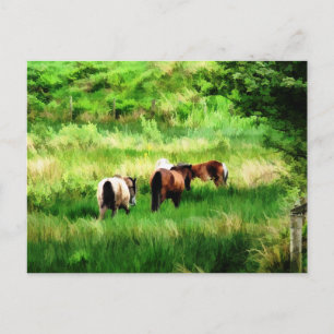 HORSES POSTCARD